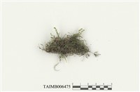 藏品(羽葉鳳尾苔)的圖片